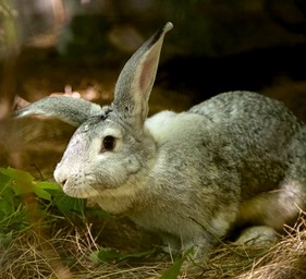 Lapin