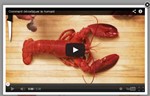 Image menant vers la vidéo Comment décortiquer le homard