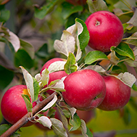 Pommes