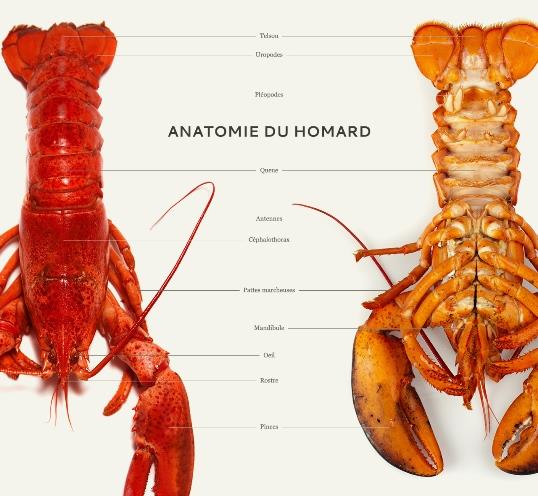 Anatomie du homard