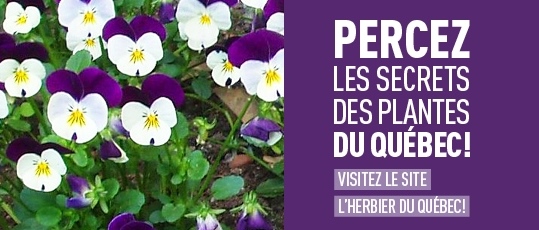 Percez les secrets des plantes du Québec - Visitez le site l'Herbier du Québec
