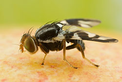 Mouche de la pomme