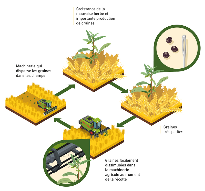 Schéma du cycle de propagation de l'amarante