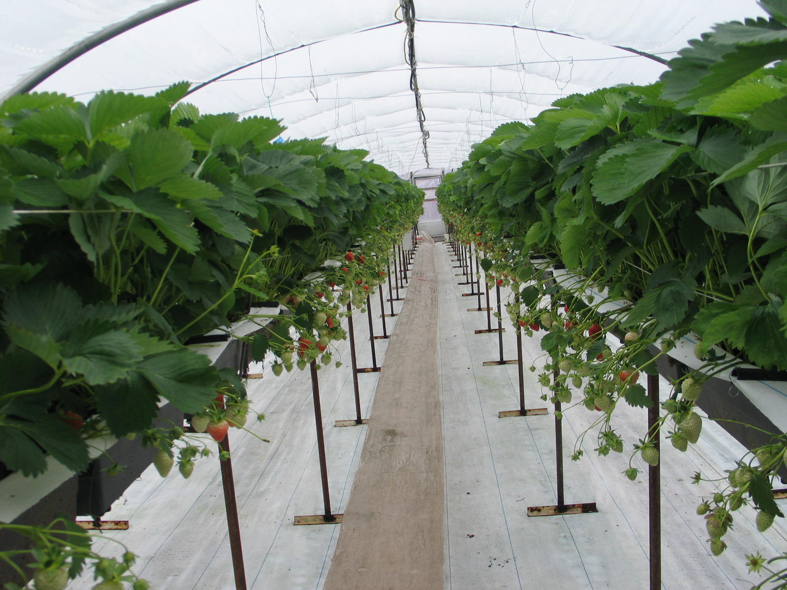 Culture de fraises dans une serre