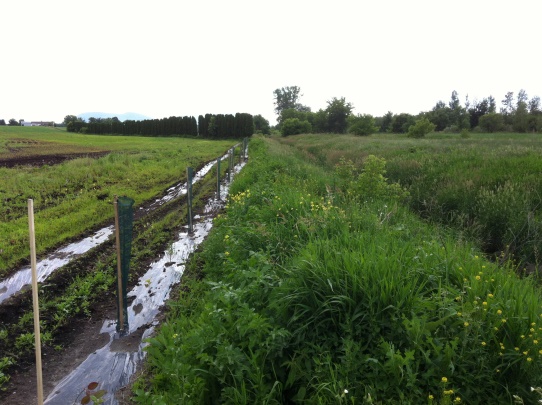 Bande riveraine végétative avec une plantation de haie brise-vent composée de deux rangées d’arbres