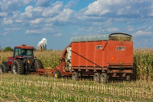 Ensilage de maïs