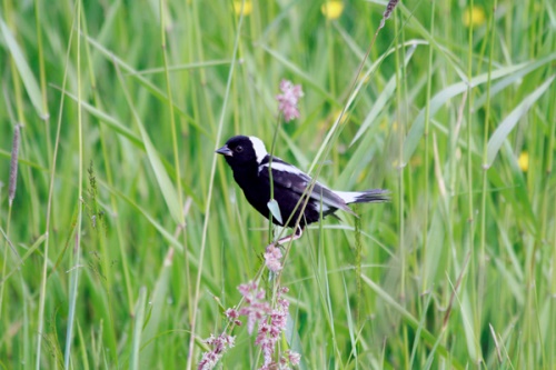 Goglu des prés perché dans de hauts herbages