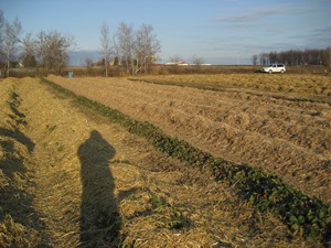 Parcelle expérimentale de paille de panic érigé utilisée comme protection hivernale d’un champ de fraises en rangs nattés.