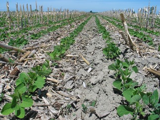 Semis direct de soya dans une culture précédente de maïs-grain