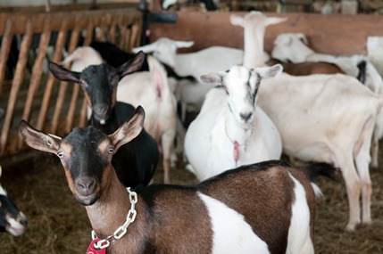 MAPAQ - Les chèvres laitières, c'est comme les vaches à lait!
