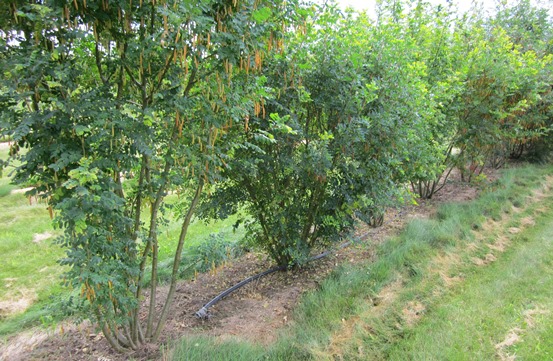 Le caraganier arborescent