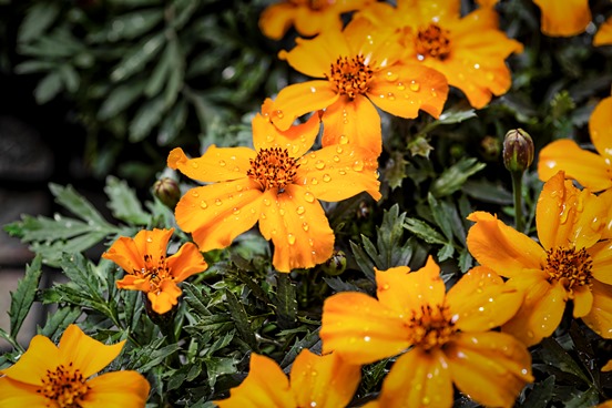 Fleurs oranges