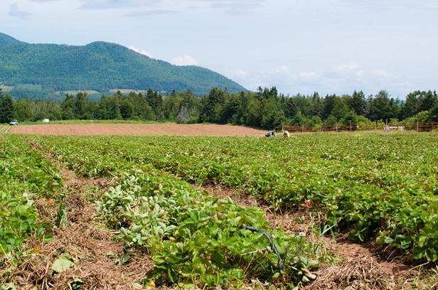 Champ de fraises à Carleton-sur-Mer