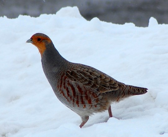 Mapaq Connaissez Vous Les Perdrix Les Vraies Perdrix