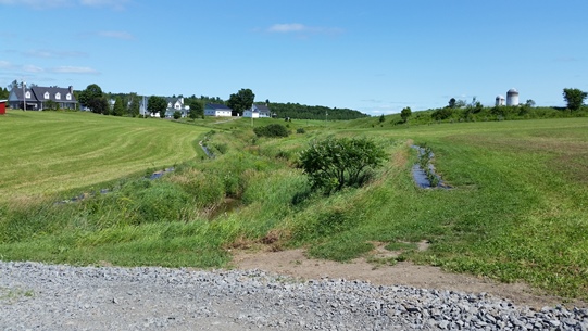 Arbres et arbustes en bande riveraine le long de la rivière Blanche à Saint-Boniface (été 2015)