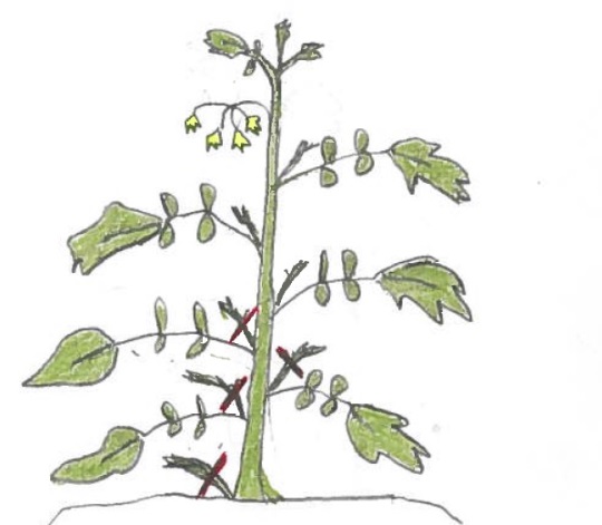 Dessin d'un plant de tomates